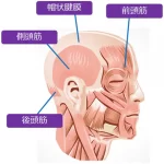 湯シャンの反響と側頭部の痛み