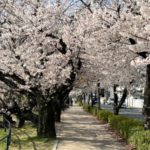 桜のトンネルを抜けて